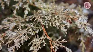 Ландшафтный дизайн тенистого сада, часть 1 