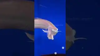 Hungry little head the fish with a wish