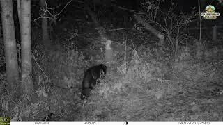 Жизнь бобра на фотоловушку 04.10.2023 Beaver Hunting