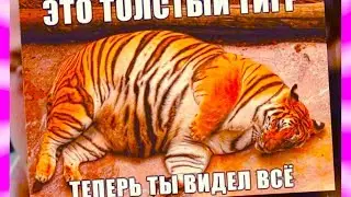 ЧТО ЕСЛИ ЕСТЬ ЧИПСЫ КАЖДЫЙ ДЕНЬ?