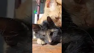 Умывашечки...