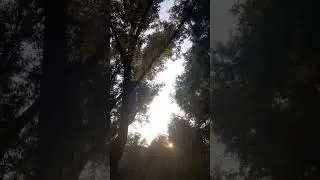 Сибирская роща!