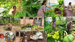 இந்த அடர்வனத்தில் ஒரு அறுவடைங்க/Harvesting and cooking Healthy lunch menu/Day in farm My farm life🌱