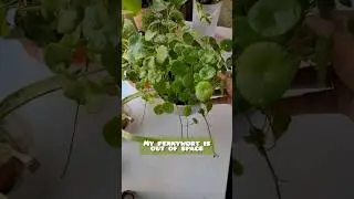 Propagating pennywort plant.... 
