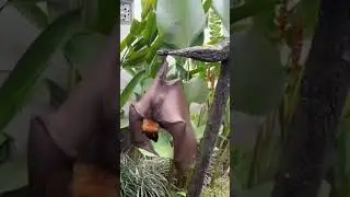 Small version of the dragon. Fruit bat #shorts