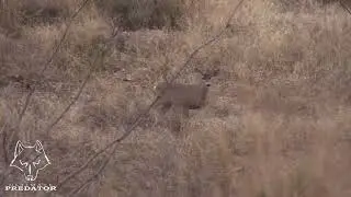 Bowhunter uses a Stalker Decoy to get two shots off an a big coues deer buck!