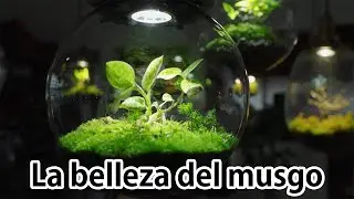 La belleza del musgo