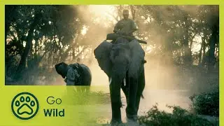 Elephant Orphans - Go Wild