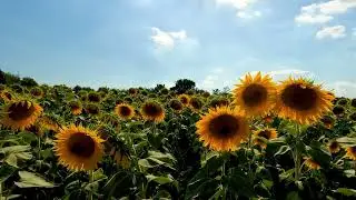 Field of Sunflowers in Bloom💓🌼🌼🌼#shorts #viralvideo #viralshorts #travel #youtubeshorts