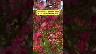 Три красивые фразы о весне и цветении на испанском