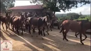 Tropa avenda 🔥13 mulas e 12 burros !!!!