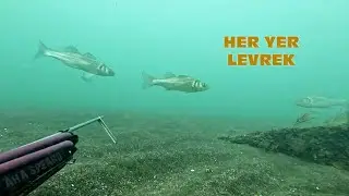 Levrek avı sevenler için 2024 zıpkınla levrek avı