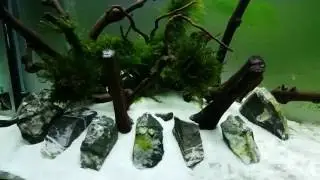 Really Amazing fish tank! 2016 #3