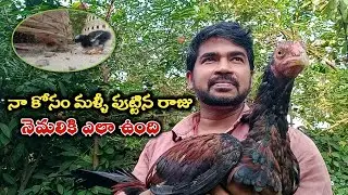 I lost a baby chick || Our baby who came to the nest || How is the peacock..?