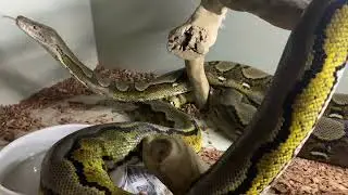 Reticulated Python Clicking/Calling Experiment.  Come to me my snake.