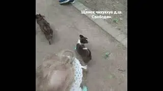 щенок чихуахуа д.ш.