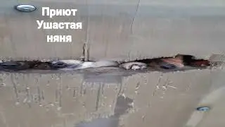 Приют нуждается в людской помощи🙏
