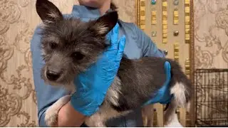 Малыш Ёжик продолжает курс иглотерапии и массажа