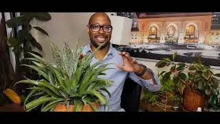 Mangave Plant #Demystified