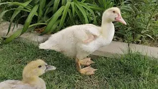 Утята выросли, выгоняю на огород. Новости с хозяйства, обо всем понемногу