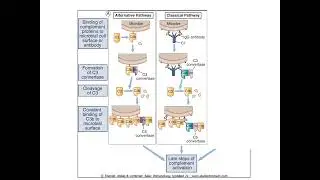 Discuss the importance of immunology in modern medicine I&I Lecture 2 2023 ||