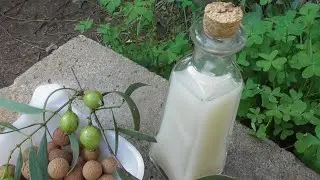 How to Make Sandalwood Nut Milk  🦘🧙  🥛🌰  😋