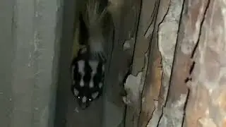 Crazy baby skunk at my door playing with a rock