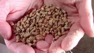 Small Ruminant Webinar Series: Nutrition with Dr. Relling- Fiber Sources for Gestating Ewes
