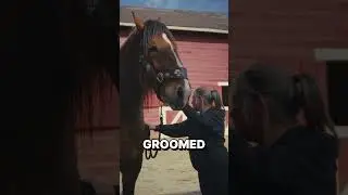 Back Cracks, Butt Scratches & Some Light Grooming ~ This MASSIVE Draft Horse 