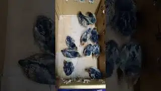 Golden Sebrite Chicks cargo | Bantam chickens