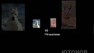 #funny #shorts #каракал #шлепа #собаки