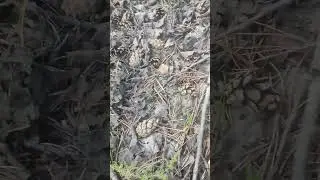 паганки