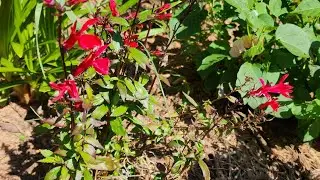 New addition to the garden: Perennial Lobelia