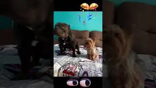 Сэм и Макс #shorts