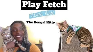 Bengal Kitty Cat Plays Fetch| The Adventures of Bengal