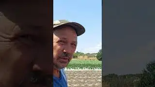 Высадка капусты брокколи в аномально жаркую погоду
