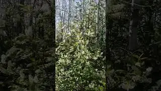 Ах черемуха белая