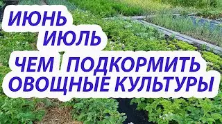 Vegetable garden. Fertilizing in June-July. Nitrogen fertilizers. What can and cannot be fertiliz...