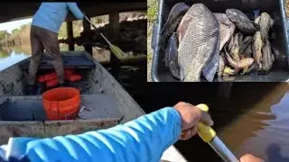 Catching Hassa, Tilapia & Catfish