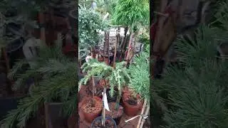 ❤🌲Приветствую всех, начинаем доставать растюхи из укрытития, переходите в телеграм канал🚛🪴🌳🌲