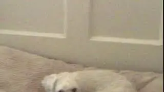 Making direct eye contact with Efjay01’s and Pearl The Budgie’s dog.