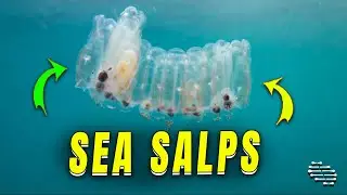 Large Chain of Sea Salps Captured off Cornish Coast