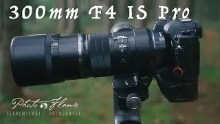 Meine Meinung zum Olympus 300mm F4 IS Pro