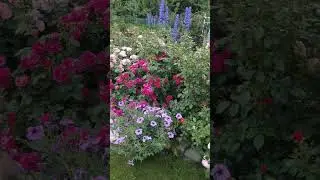 Сад в цвету #roses #garden #flowers #цветы #сад