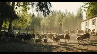 natural video, 22, sheep, farm