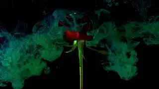rose day no copyright material