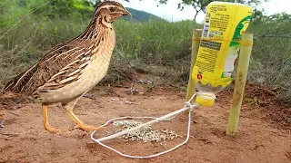 Fantastic Creative Quail Bird Trap 2022  - The Best ICHITAN Bottle Bird Trap