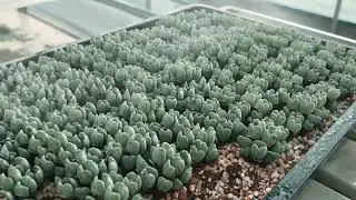 First Autumn Watering for Lithops and Conophytum