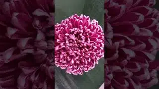 Крупноцветковая хризантема