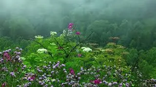 BIRD SOUNDS, RAIN AND NATURE - For pleasant sleep #goodnight
